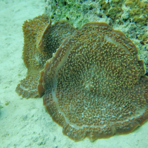 Amplexidiscus fenestrafer