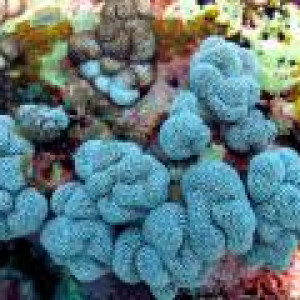 Corallimorphus denhartogi
