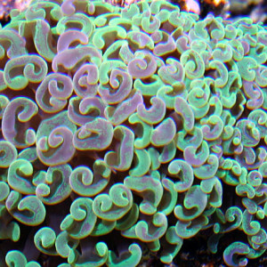 Euphyllia ancora