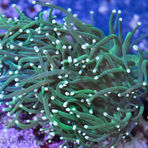 Euphyllia glabrescens