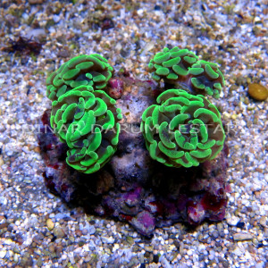 Euphyllia paraancora