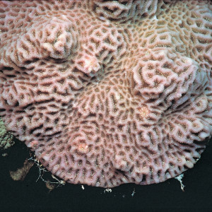 Goniastrea pectinata