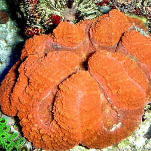 Lobophyllia hemprichii