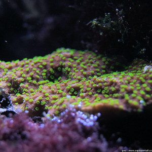 Montipora australiensis