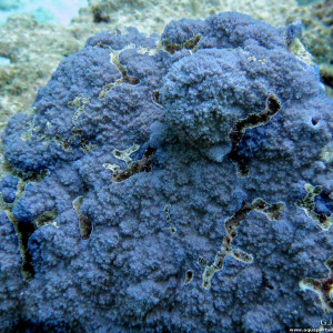 Montipora efflorescens