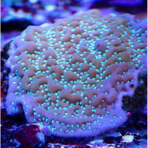 Montipora undata