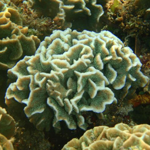 Pavona decussata