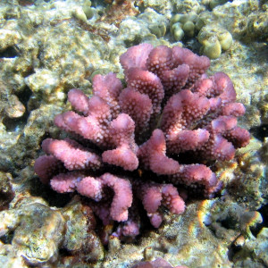 Pocillopora meandrina