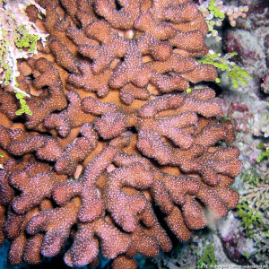 Pocillopora molokensis-zelli