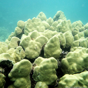 Porites lobata