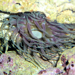 Radianthus kuekenthali