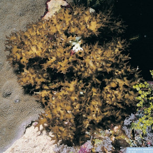 Seriatopora aculeata