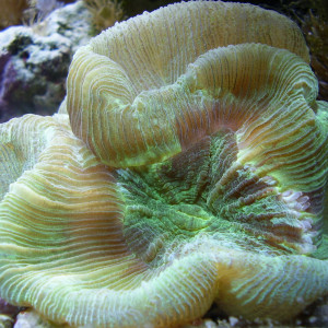 Trachyphyllia geoffroyi