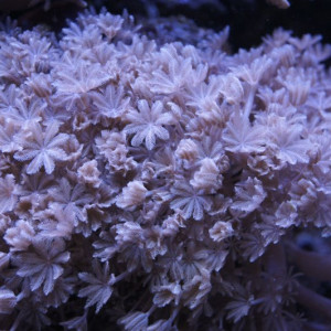 Xenia umbellata