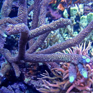 Acropora abrolhosensis