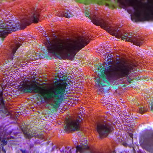 Acanthastrea hillae