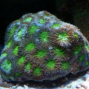 Acanthastrea hemprichii