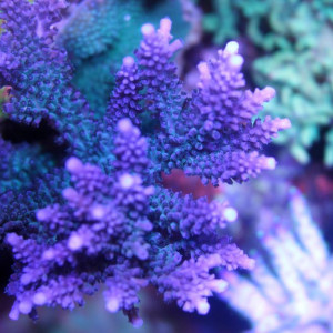 Acropora efflorescens