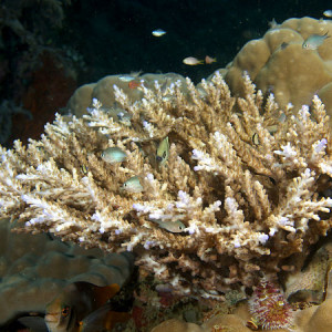 Acropora derawaensis