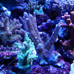 Acropora prostrata