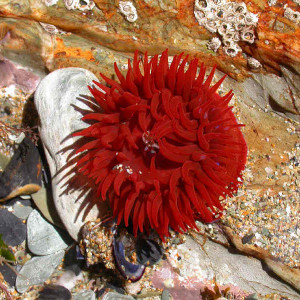 Actinia equina