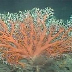 Corallium carusrubrum
