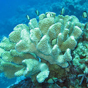 Pocillopora eydouxi