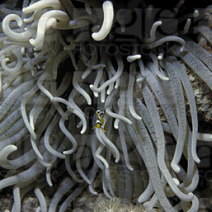 Gyrostoma helianthus