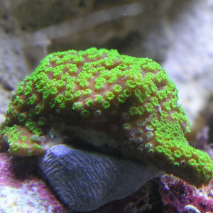 Montipora hoffmeisteri