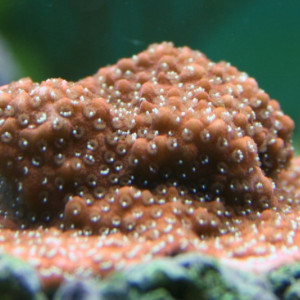 Montipora incrassata