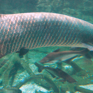 Arapaima gigas