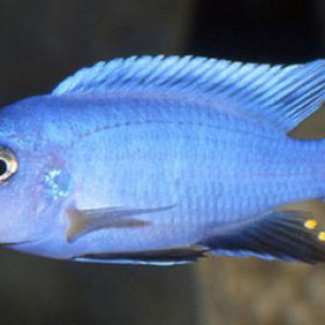 Cynotilapia axelrodi