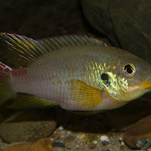 Benitochromis finleyi