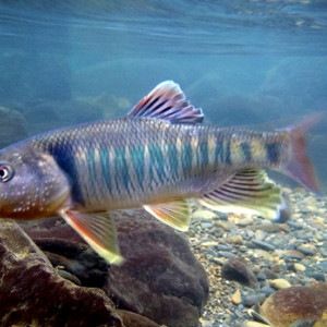 Opsariichthys bidens