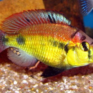 Haplochromis aeneocolor