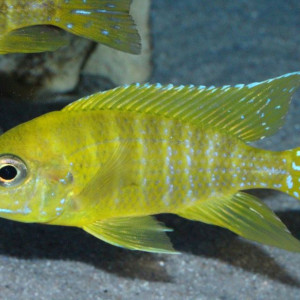 ZZ Aulonocara sp.Lupingu