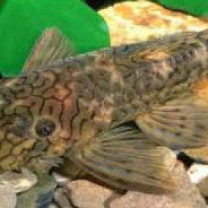 ZZ Ancistrus sp. L159