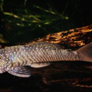 Chaetostoma anale