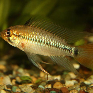 Apistogramma cruzi