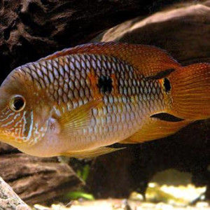 Cichlasoma bimaculatum