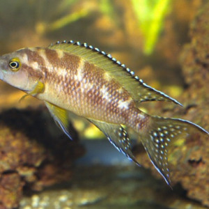 Neolamprologus buescheri
