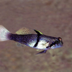 Redigobius balteatus