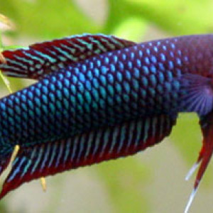 Betta uberis