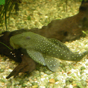 Chaetostoma greeni