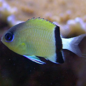 Chromis retrofasciata