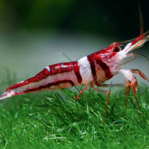 Caridina acutirostris