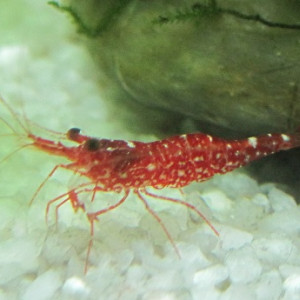 Caridina sp. brown camo shrimp 