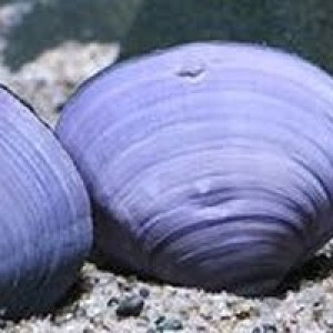 Polymesoda sp. blue