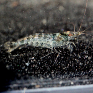 Caridina cf. babaulti