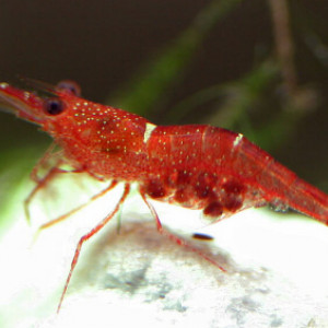 Caridina loehae